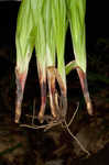 Carey's sedge